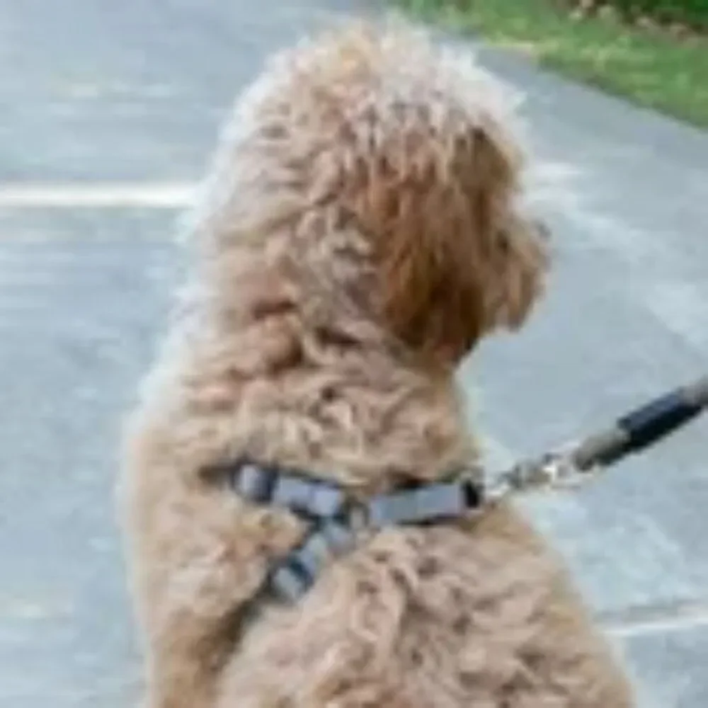 NWT Vibrant Life Step-in Dog Polyester Harness in Gray/Black Size Large/22